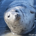 Grijze zeehond bij Hoek van Holland